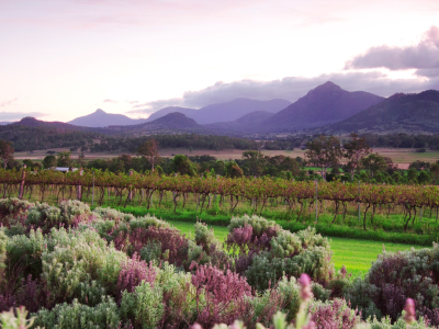 Grapevine, rolling hills and shrubbery